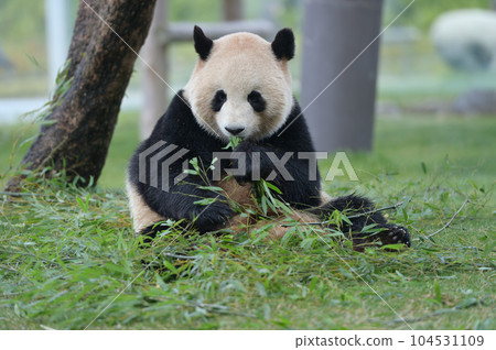 梅濱美味地吃著竹子 梅濱美味地吃著竹子 104531109