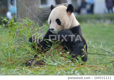 長濱大口吃著竹子 長濱大口吃著竹子 104531111