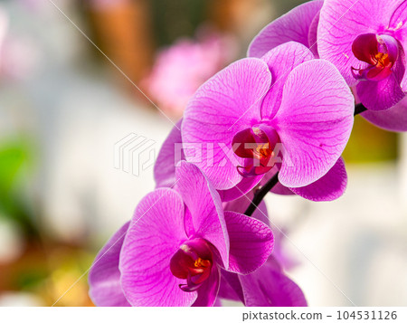 華麗的粉紅色蝴蝶蘭 104531126