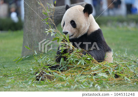 長濱大口吃著竹子 長濱大口吃著竹子 104531248