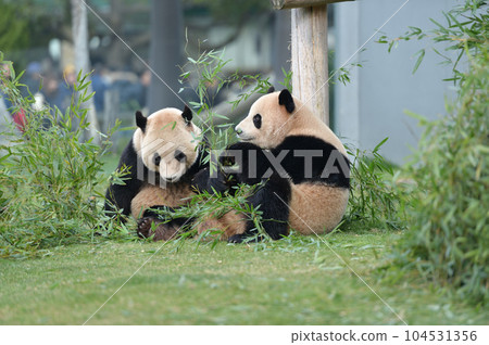 梅濱和榮濱並肩吃竹子 梅濱和榮濱並肩吃竹子 104531356