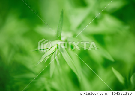 Green leaves thin focal zone and blurred background. Macro photo of a young flax plant. Green leaves thin focal zone and blurred background. Macro photo of a young flax plant. 104531389