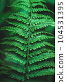 Emerald green fern leaf in dark forest 104531395