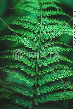 Emerald green fern leaf in dark forest 104531395