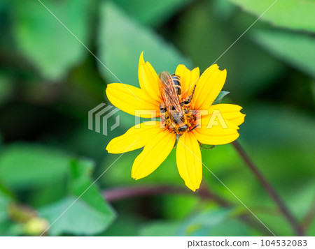 初夏美景 蜜蜂從盛開的花朵中採集花蜜 104532083