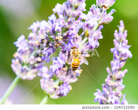 可愛的蜜蜂從盛開的薰衣草中採集花蜜 104532090