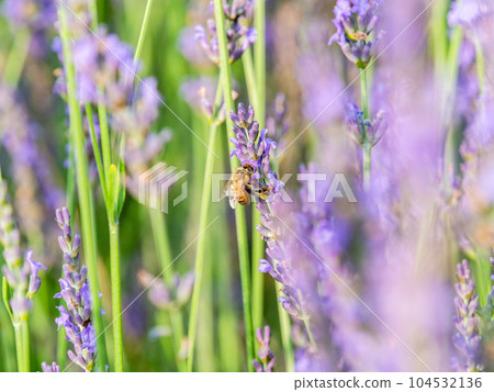 Cute bee collecting nectar from lavender in full bloom 104532136