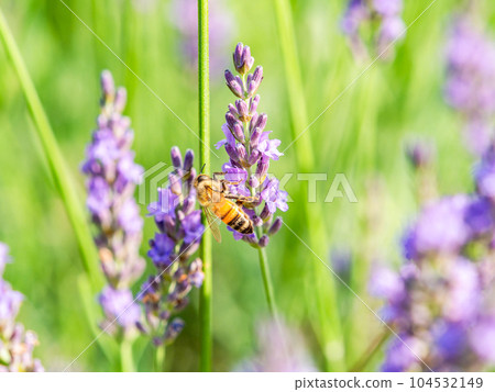 可愛的蜜蜂從盛開的薰衣草中採集花蜜 104532149