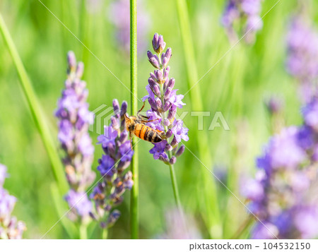 可愛的蜜蜂從盛開的薰衣草中採集花蜜 104532150