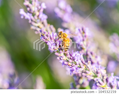 可愛的蜜蜂從盛開的薰衣草中採集花蜜 104532159