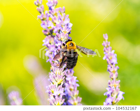 Large carpenter bee collecting nectar from lavender in full bloom Large carpenter bee collecting nectar from lavender in full bloom 104532167