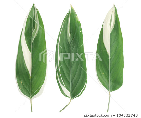 Dieffenbachia leaf (dumb cane) isolated on white background 104532748