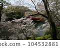 Cherry blossoms at Sakurabuchi Park (Shinshiro City, Aichi Prefecture) 104532881