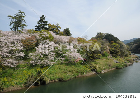 Cherry blossoms at Sakurabuchi Park (Shinshiro City, Aichi Prefecture) Cherry blossoms at Sakurabuchi Park (Shinshiro City, Aichi Prefecture) 104532882