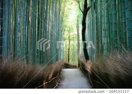 Kyoto, Arashiyama landscape, bamboo grove with light shining through Kyoto, Arashiyama landscape, bamboo grove with light shining through 104533157