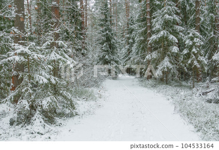 Photo of a beautiful winter forest with fresh white snow Photo of a beautiful winter forest with fresh white snow 104533164