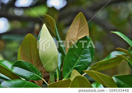Buds of yellow-green Taisanbok (early summer, June) 104533448