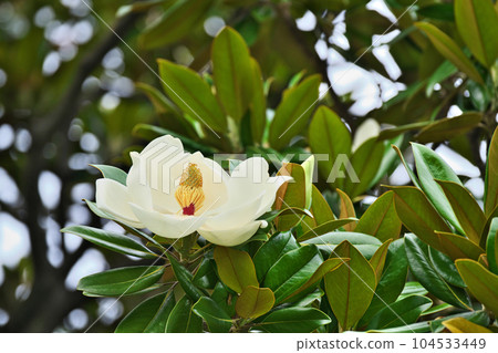 White taisanbok flowers (early summer, June) 104533449
