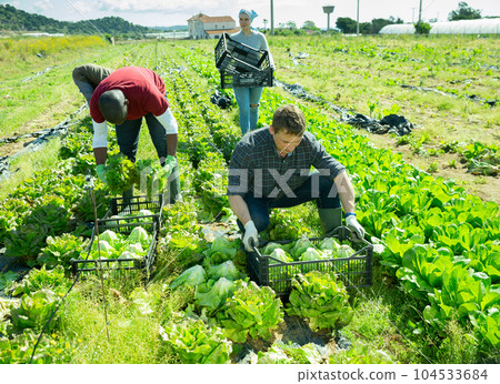 Farmers harvesting green lettuce Farmers harvesting green lettuce 104533684