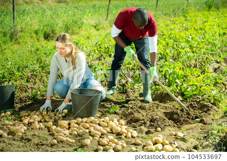 Woman and african man harvesting potatoes Woman and african man harvesting potatoes 104533697