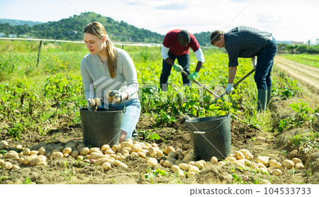 Woman gardener during harvesting of potatoes, men working 104533733