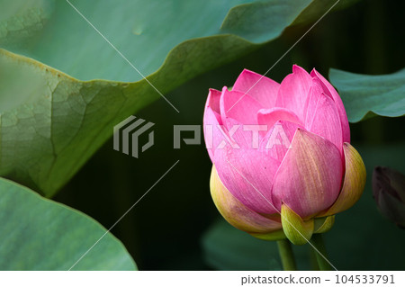 Pure lotus flowers that color the early morning of early summer Pure lotus flowers that color the early morning of early summer 104533791
