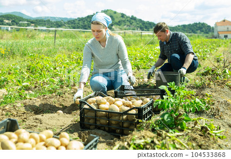 Positive couple picking harvest of potatoes on the field Positive couple picking harvest of potatoes on the field 104533868