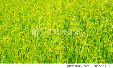 summer rice summer rice 104534105