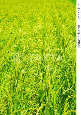 summer rice summer rice 104534106