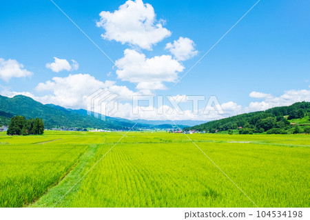 Summer rural landscape (August) Summer rural landscape (August) 104534198