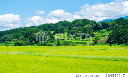 Summer rural landscape (August) Summer rural landscape (August) 104534247