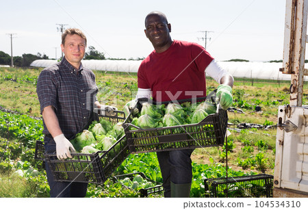 Men gardeners showing harvest of fresh cabbage Men gardeners showing harvest of fresh cabbage 104534310
