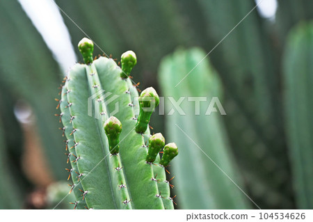 Small buds of columnar cacti (summer, June) Small buds of columnar cacti (summer, June) 104534626