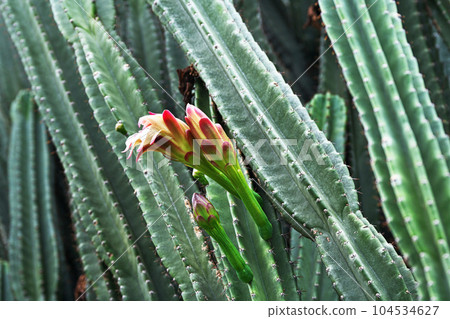 Column cactus flowers and buds (summer, June) Column cactus flowers and buds (summer, June) 104534627