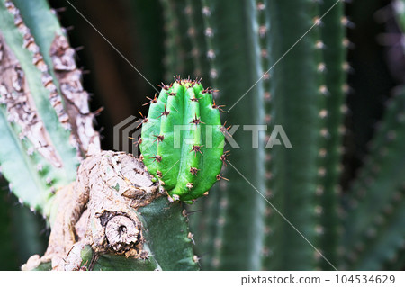 Green seedlings of columnar cacti (summer, June) Green seedlings of columnar cacti (summer, June) 104534629