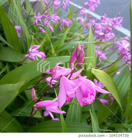 Purple orchid blooming scenery Purple orchid blooming scenery 104534730