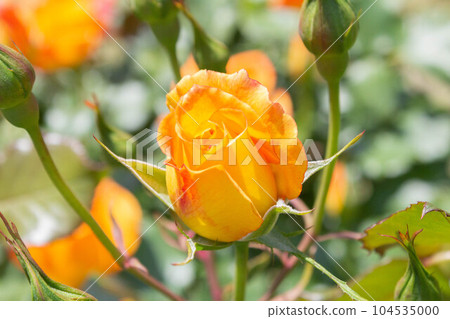Rose [Variety: Sahara '98] 104535000