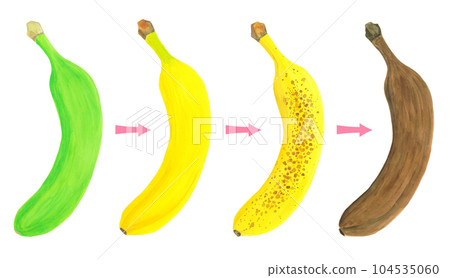 Banana ripeness and color change illustration material 104535060