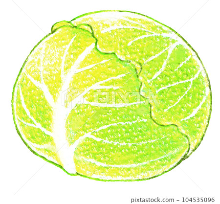 One point of colored pencil drawing of whole cabbage 104535096