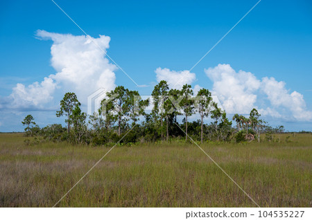 Bright white cumulus clouds over sawgrass prairie in Everglades National Park. 104535227