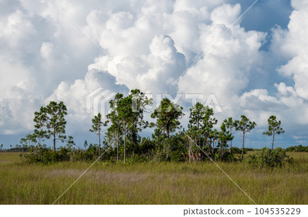 Bright white cumulus clouds over sawgrass prairie in Everglades National Park. 104535229