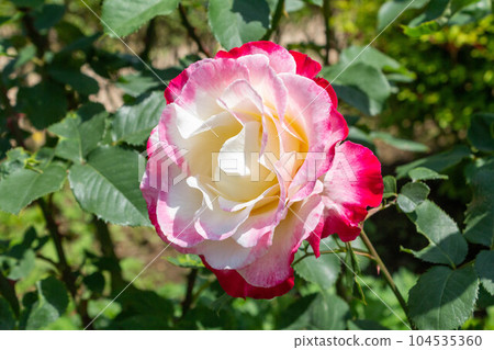 Rose [Variety: Double Delight] 104535360