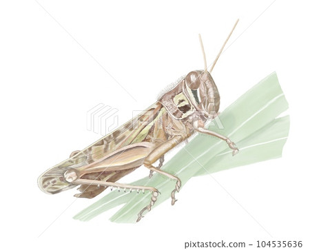 Patanga japonica Patanga japonica 104535636