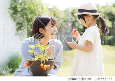 Portrait of parent and child growing strawberries Portrait of parent and child growing strawberries 104535877
