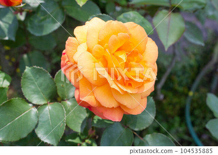 Rose [Variety: Souvenir de Anne Franck] 104535885