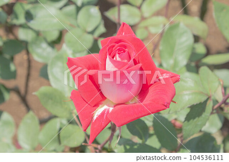 Rose [Variety: Love] 104536111