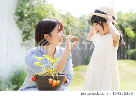 Portrait of parent and child growing strawberries Portrait of parent and child growing strawberries 104536339