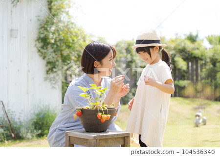 Portrait of parent and child growing strawberries Portrait of parent and child growing strawberries 104536340