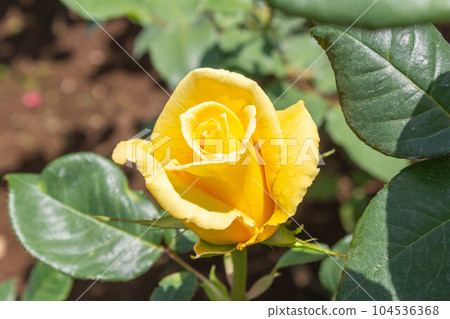 玫瑰【品種：赫爾穆特·施密特】 104536368