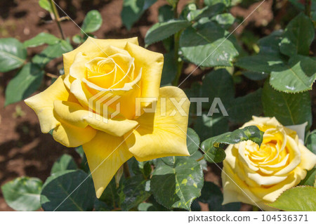 玫瑰【品種：赫爾穆特·施密特】 104536371